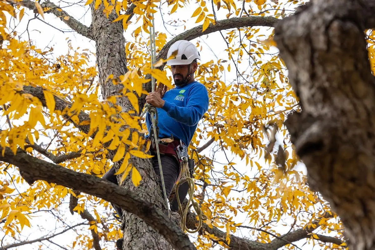 Skilled Tree Planing crew working in Clarksville